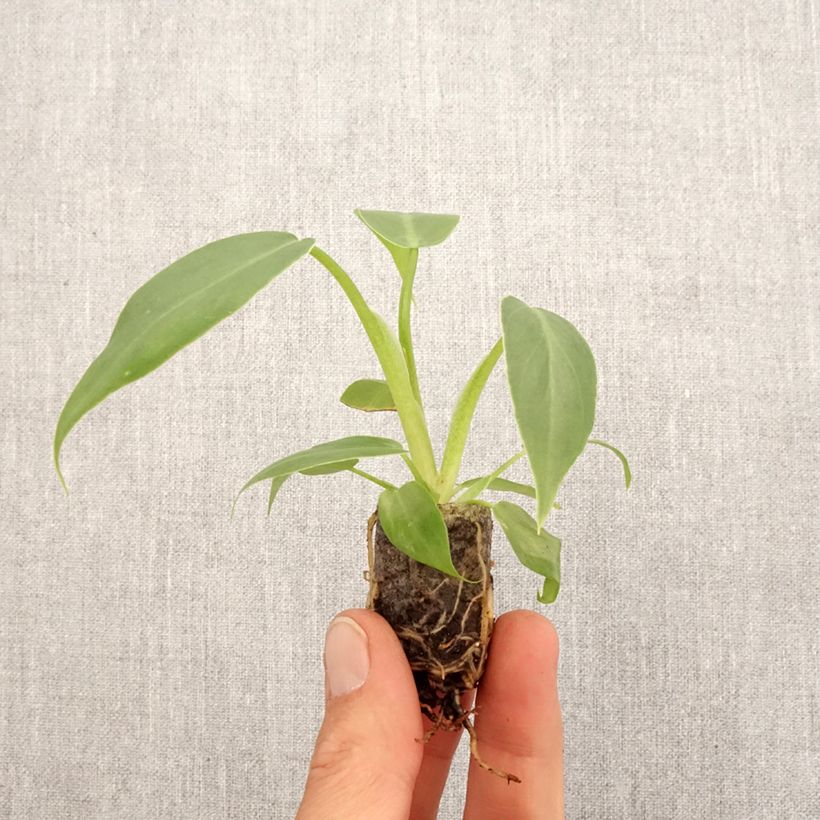 Philodendron radiatum - Mini-motte Ø 3/4 cm esemplare consegnato in primavera