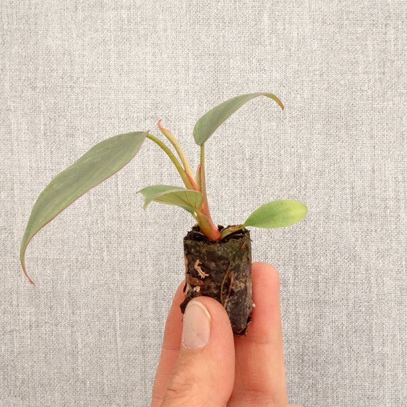 Philodendron Red Heart - Mini-motte Ø 3/4 cm esemplare consegnato in primavera