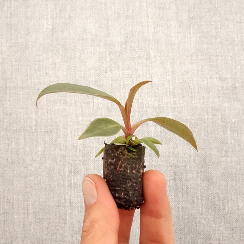 Philodendron Royal Queen - Motte 5 cm x 7 cm esemplare consegnato in primavera