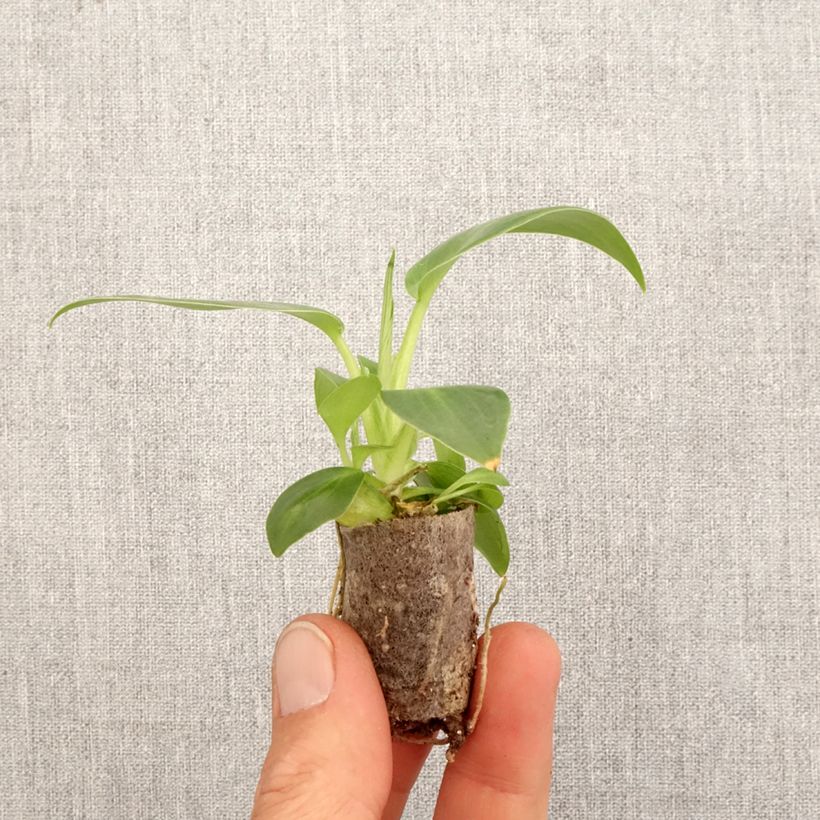 Philodendron rugosum Aberrant Mini-motte Ø 3/4 cm esemplare consegnato in primavera