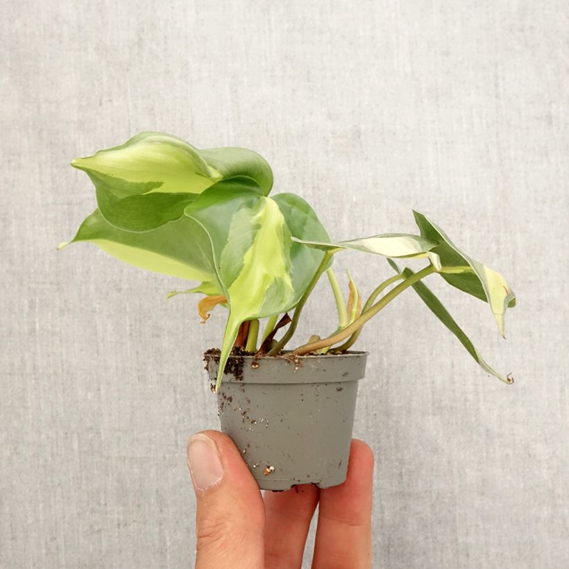 Filodendro - Philodendron scandens Brasil Mini-plante esemplare consegnato in primavera