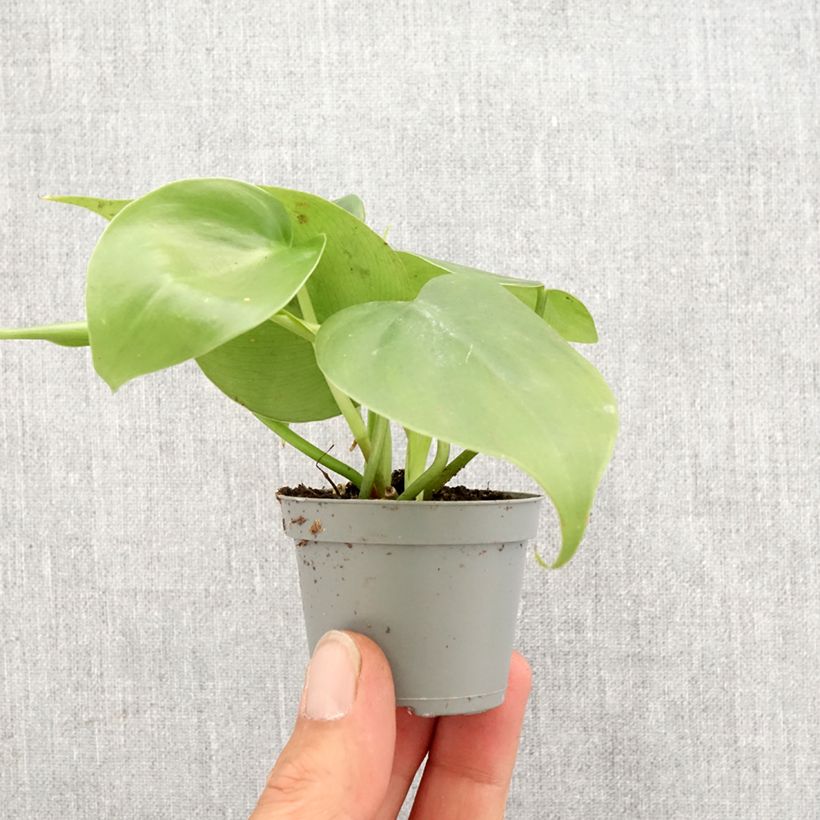Filodendro - Philodendron scandens Mini-plante esemplare consegnato in primavera