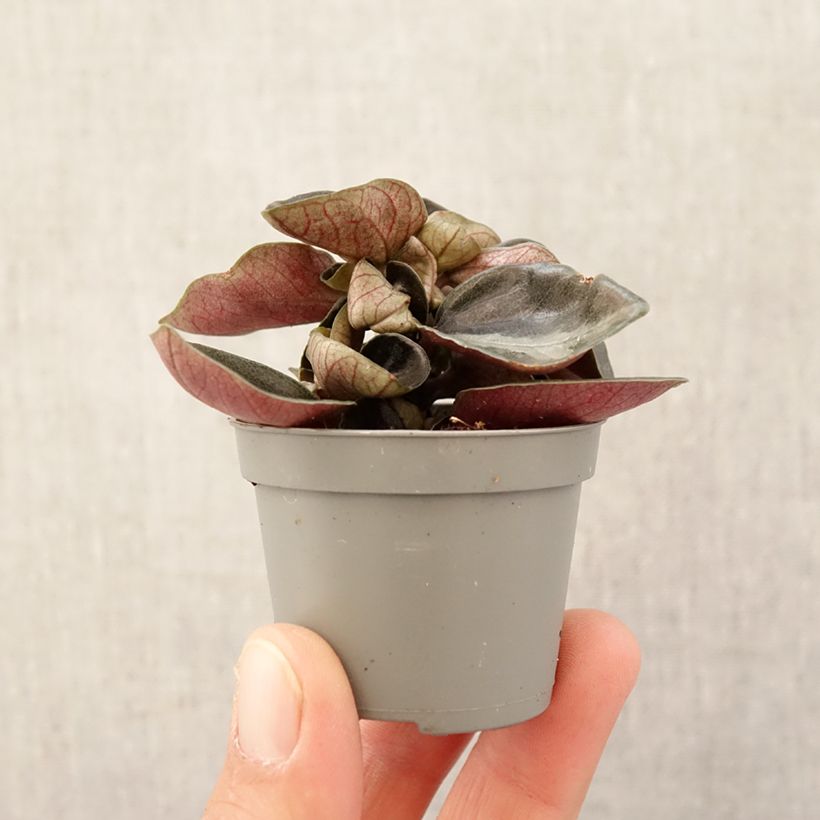 Filodendro - Philodendron sp. Colombia Mini-plante esemplare consegnato in primavera