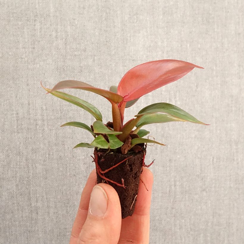 Philodendron Sun Red - Mini-motte Ø 3/4 cm esemplare consegnato in primavera