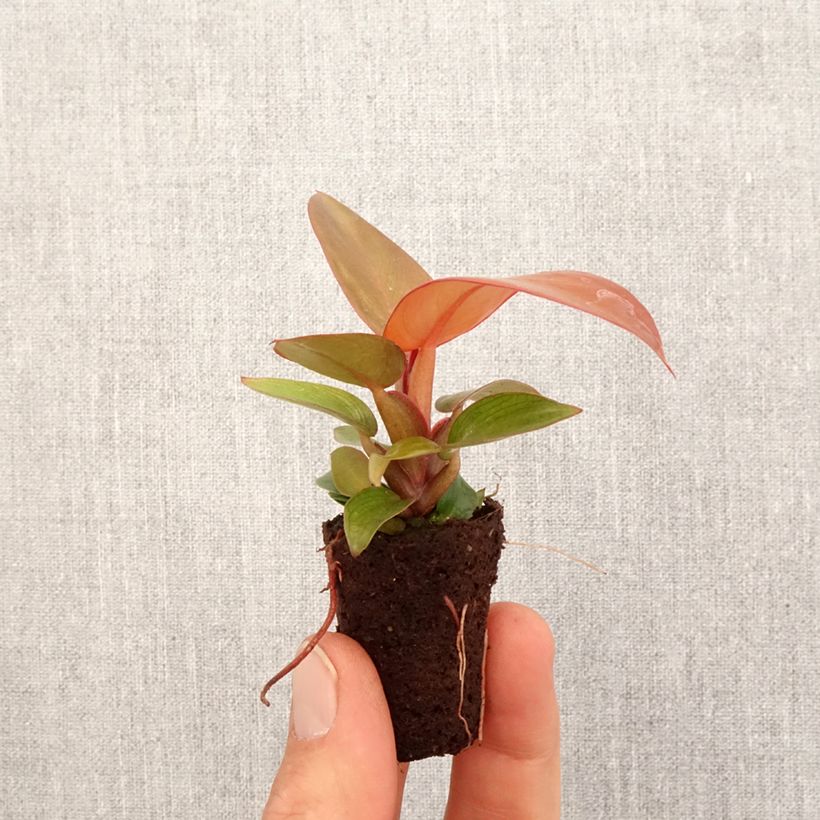 Philodendron Sunlight - Mini-motte Ø 3/4 cm esemplare consegnato in primavera