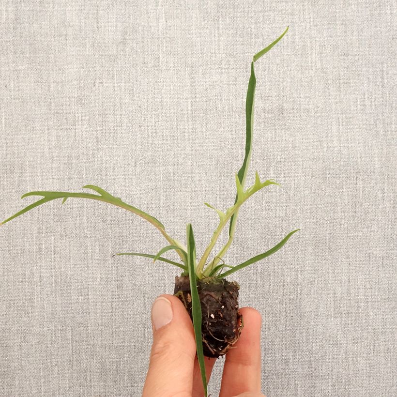 Philodendron tortum - Mini-motte Ø 3/4 cm esemplare consegnato in primavera
