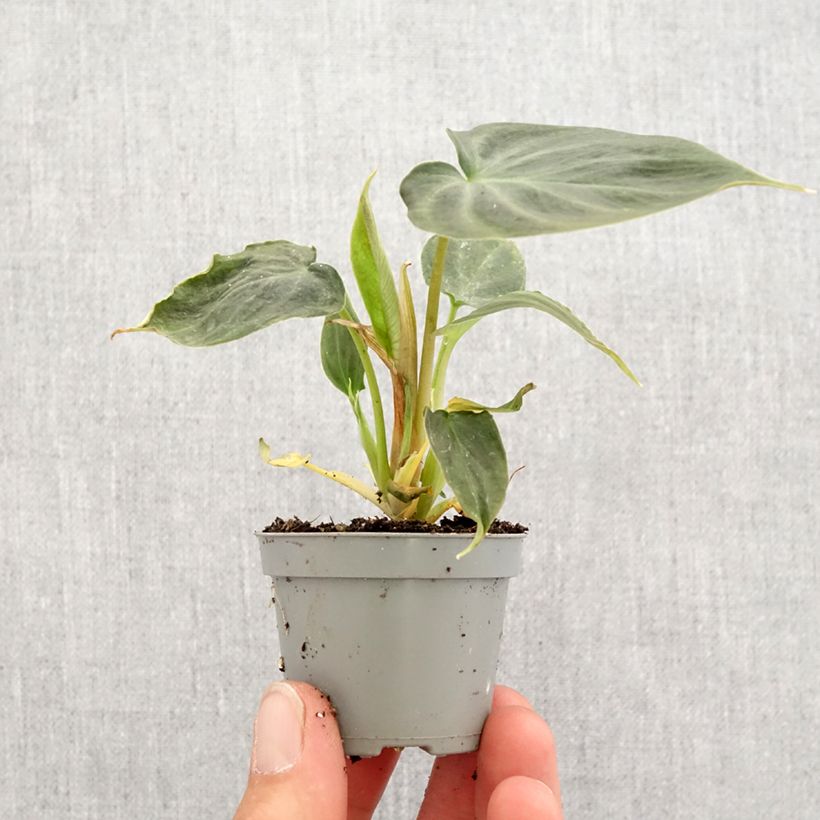Filodendro - Philodendron verrucosum Mini-plante esemplare consegnato in primavera