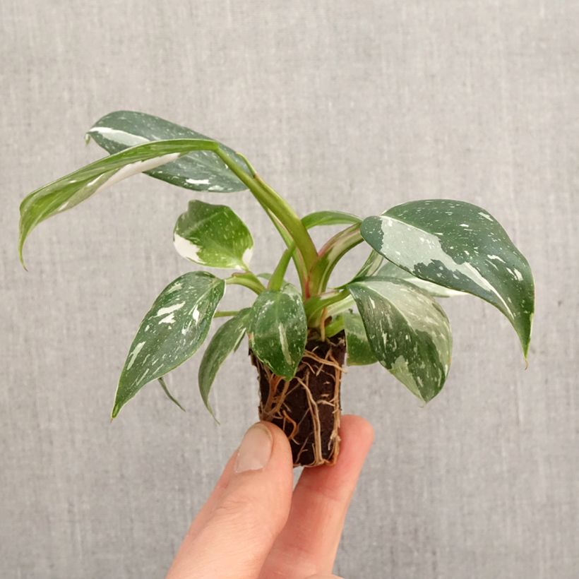 Philodendron White Princess - Mini-motte Ø 3/4 cm esemplare consegnato in primavera