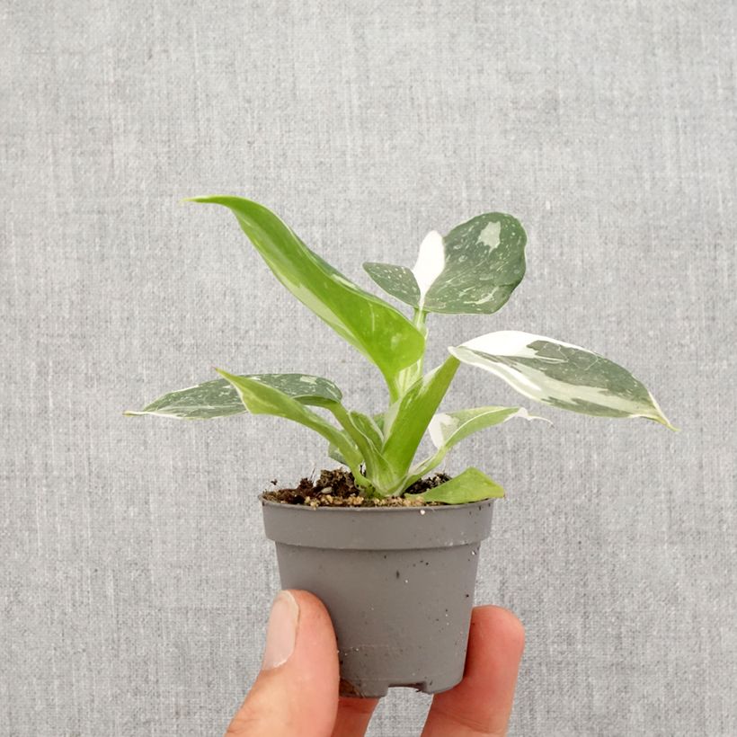 Filodendro - Philodendron White Wizard Mini-plante esemplare consegnato in primavera