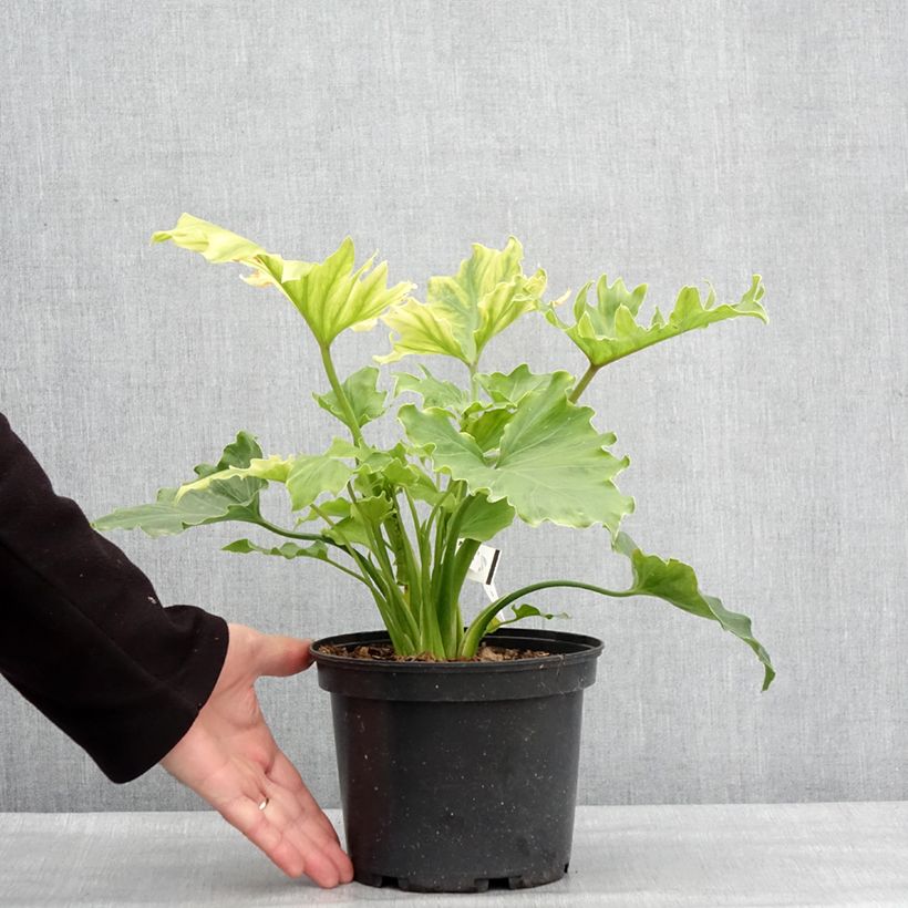 Philodendron xanadu Hope Vaso da 2L/3L esemplare consegnato in inverno