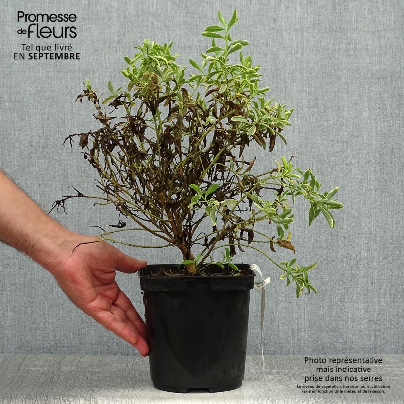 Esemplare di Eriostemon myoporoides Gold Touch Vaso da 3L/4L come consegnato in autunno