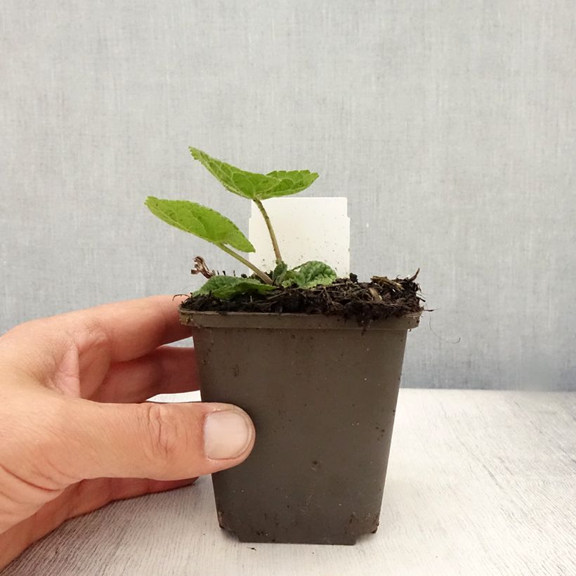 Esemplare di Phlomis tuberosa Amazone - Verbasco dalle foglie di salvia Vasetto da 8/9 cm consegnato in estate