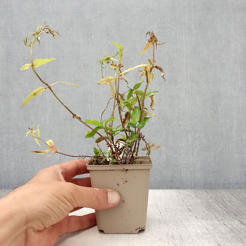 Esemplare di Phlox divaricata Dirigo Ice Vasetto da 8/9 cm consegnato in estate