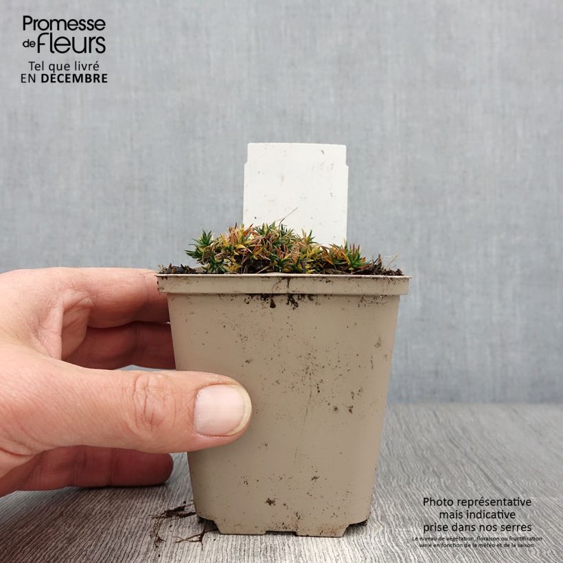 Esemplare di Phlox douglasii Crackerjack Vasetto da 8/9 cm come consegnato in autunno