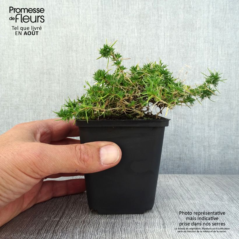Esemplare di Phlox douglasii Crackerjack Vasetto da 8/9 cm consegnato in estate