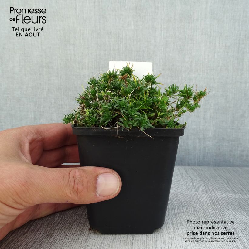 Esemplare di Phlox douglasii Ochsenblut Vasetto da 8/9 cm consegnato in estate