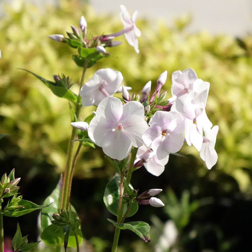 Phlox paniculata Fashionably Early Crystal (Fioritura)