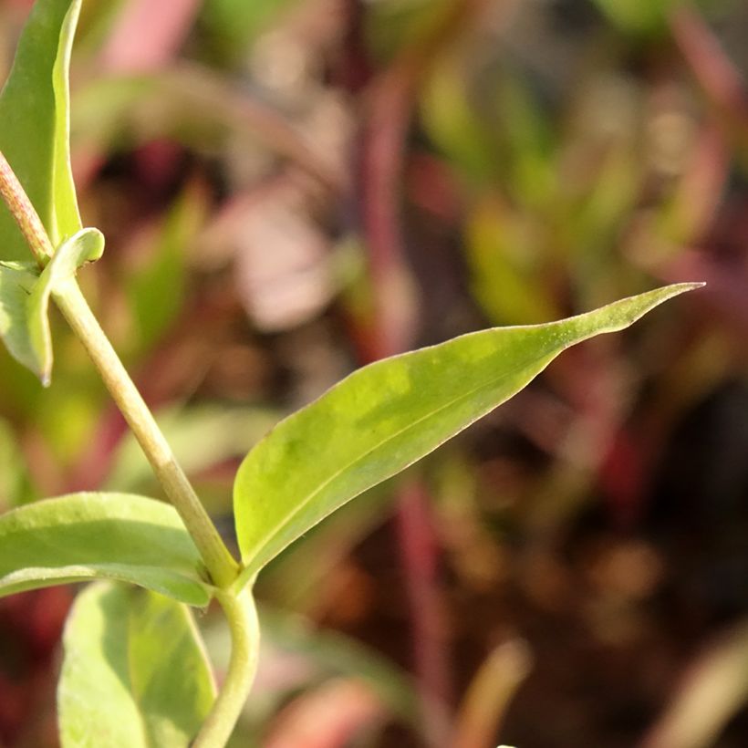 Phlox paniculata Fashionably Early Flamingo (Fogliame)