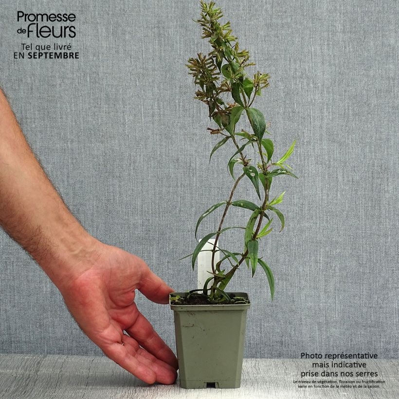 Esemplare di Phlox maculata Alpha Vasetto da 8/9 cm consegnato in estate