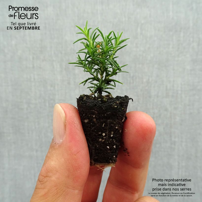 Esemplare di Phlox subulata Candy Stripes - Muscio rosa mini zolla... come consegnato in autunno
