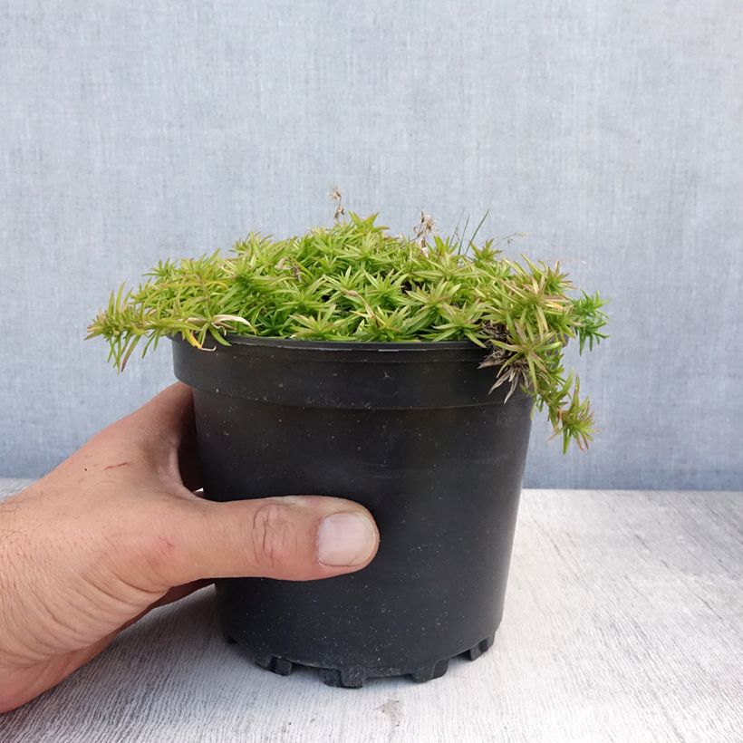 Esemplare di Phlox subulata Moerheimii - Muscio rosa Vaso da 2L/3L consegnato in estate