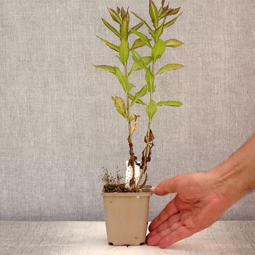 Esemplare di Phlox paniculata Blind Lion Vasetto da 8/9 cm consegnato in estate