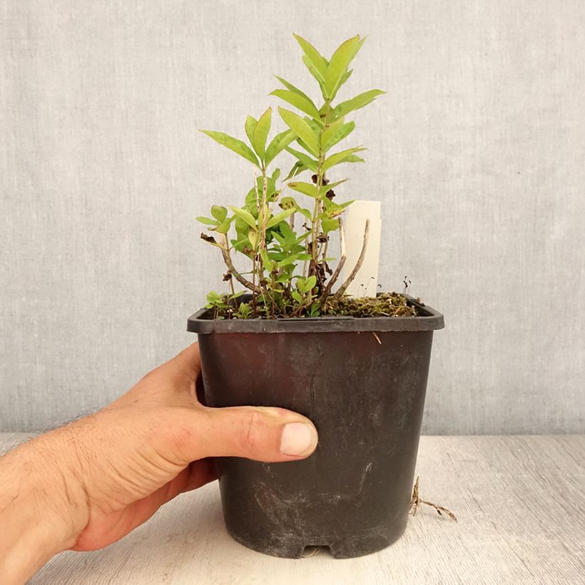 Esemplare di Phlox paniculata Butonik - Pot de 2L/3L consegnato in estate