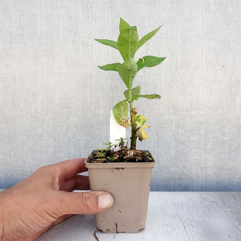 Esemplare di Phlox paniculata Coral Flame Vasetto da 8/9 cm consegnato in estate