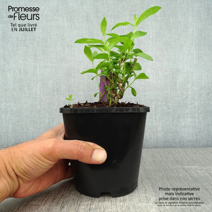 Esemplare di Phlox paniculata David Vaso da 1,5L/2L consegnato in estate
