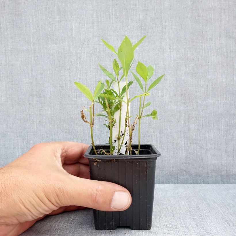 Esemplare di Phlox paniculata Elisabeth Vasetto da 8/9 cm consegnato in estate