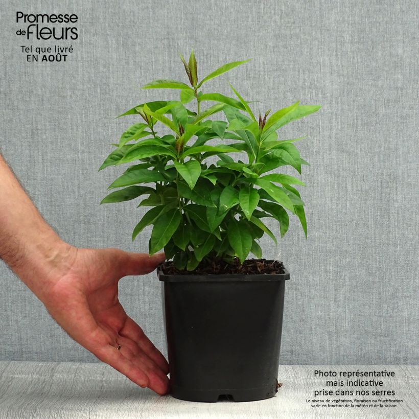 Esemplare di Phlox paniculata Famous Cerise Vaso da 1,5L/2L consegnato in estate