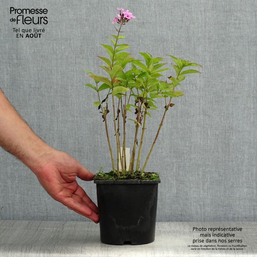 Esemplare di Phlox paniculata Famous Light Pink Vaso da 2L/3L consegnato in estate