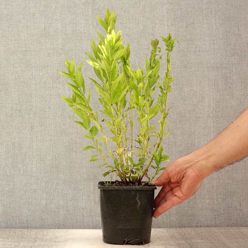 Esemplare di Phlox paniculata Famous Purple Vaso da 2L/3L consegnato in estate