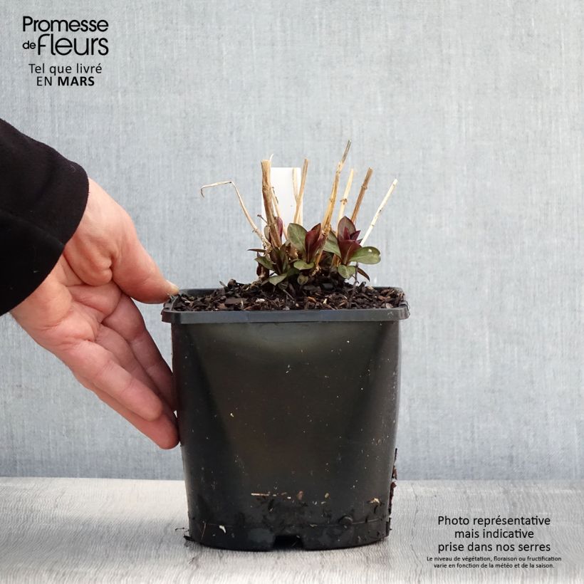 Phlox paniculata Famous Purple Pot de 2L/3L esemplare consegnato in primavera