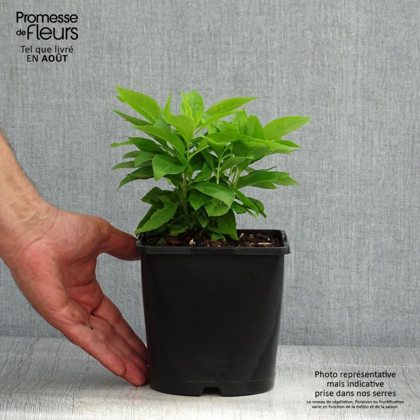 Esemplare di Phlox paniculata Famous White Vaso da 2L/3L consegnato in estate