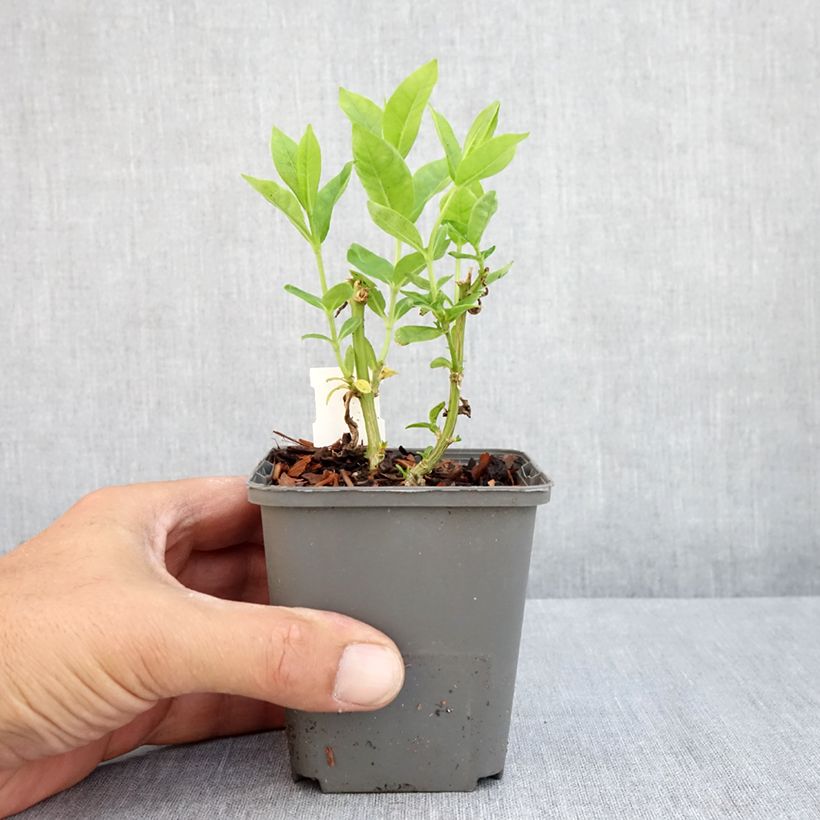 Esemplare di Phlox paniculata Flame White Imp. Vasetto da 8/9 cm consegnato in estate