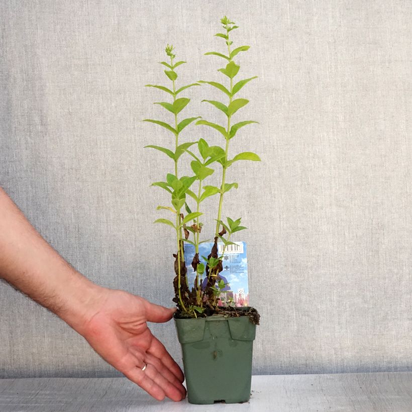 Esemplare di Phlox paniculata Jade Vasetto da 8/9 cm consegnato in estate
