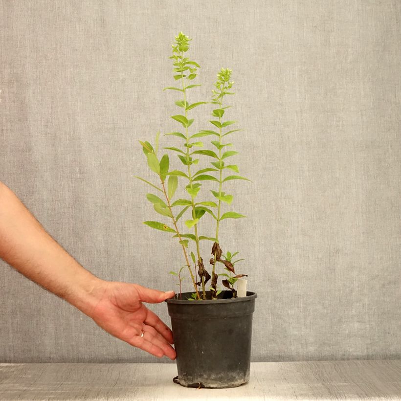 Esemplare di Phlox paniculata Jade Vaso da 2L/3L consegnato in estate