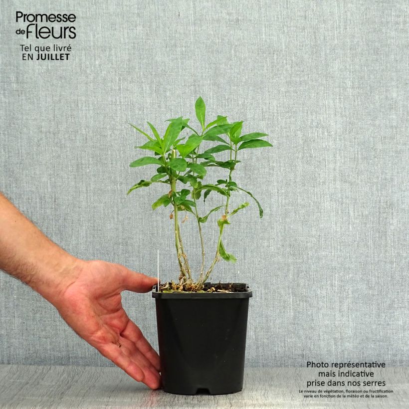 Esemplare di Phlox paniculata Laura Vaso da 1,5L/2L consegnato in estate