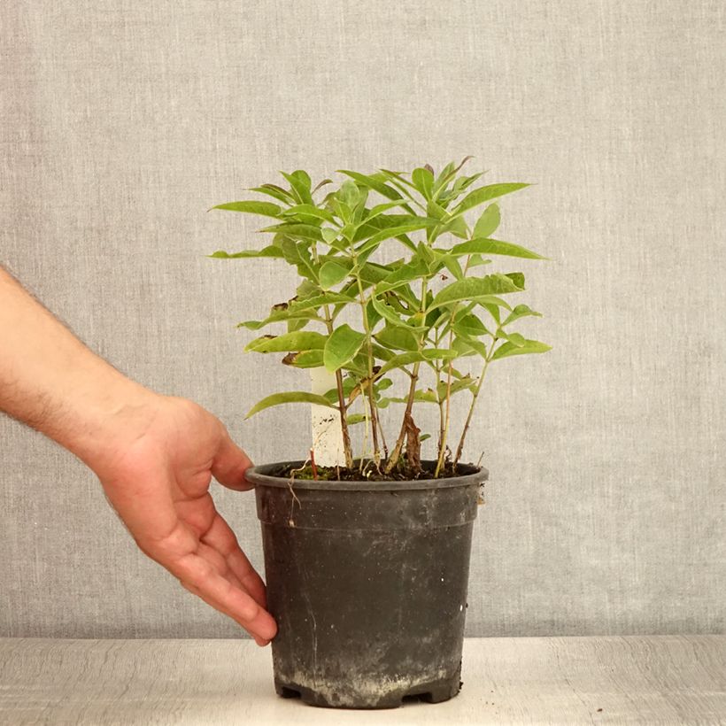 Esemplare di Phlox paniculata Little Laura Vaso da 2L/3L consegnato in estate