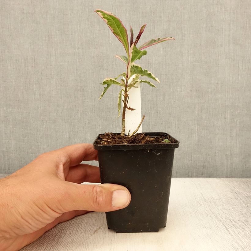 Esemplare di Phlox paniculata Olympus Vasetto da 8/9 cm consegnato in estate