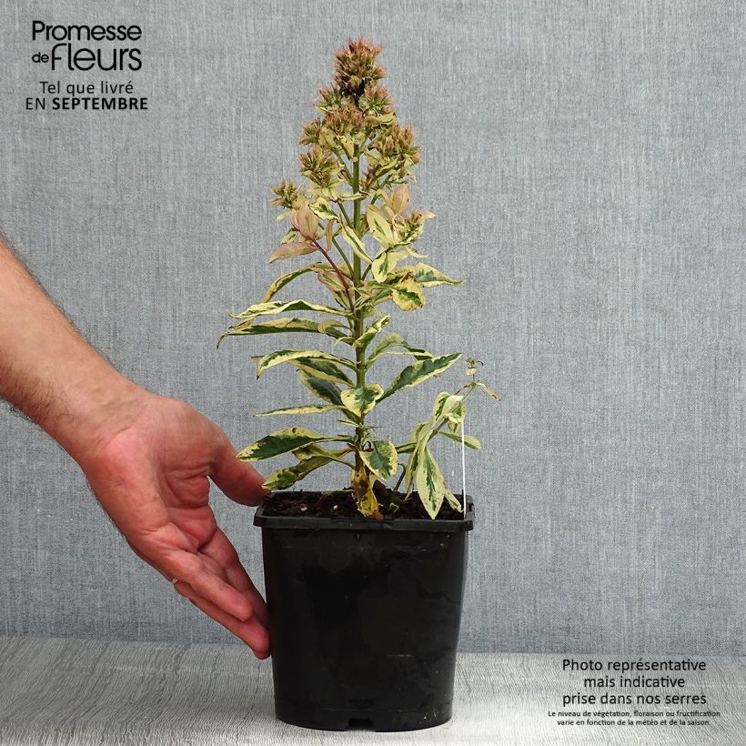 Esemplare di Phlox paniculata Olympus Vaso da 1,5L/2L consegnato in estate