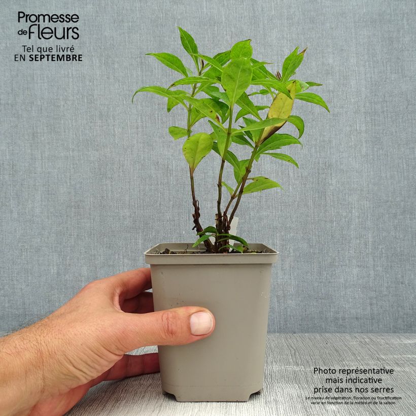 Esemplare di Phlox paniculata Orange Perfection Vasetto da 7/8 cm consegnato in estate