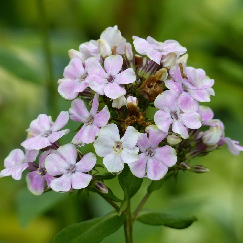 Phlox paniculata Sherbet Cocktail (Fioritura)