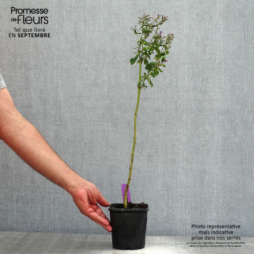 Esemplare di Phlox paniculata Starfire Vaso da 1,5L/2L consegnato in estate