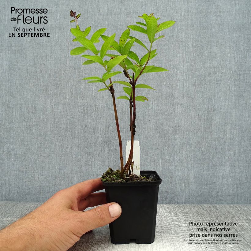 Esemplare di Phlox paniculata The King Vasetto da 8/9 cm consegnato in estate