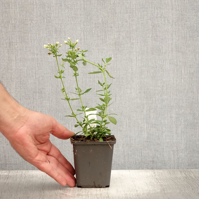 Esemplare di Phlox paniculata Tiara Vasetto da 8/9 cm consegnato in estate