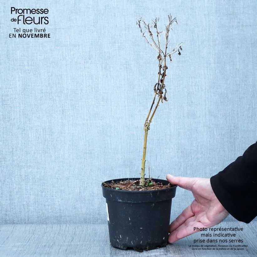 Esemplare di Phlox paniculata Uspech Vaso da 2L/3L come consegnato in autunno