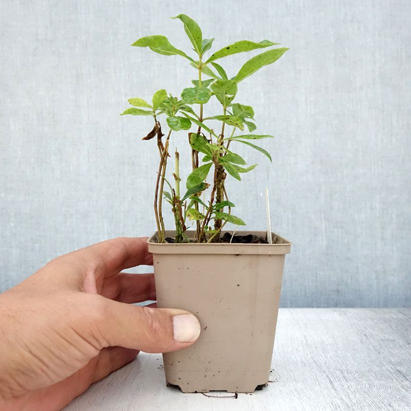 Esemplare di Phlox paniculata Uspech Vasetto da 8/9 cm consegnato in estate