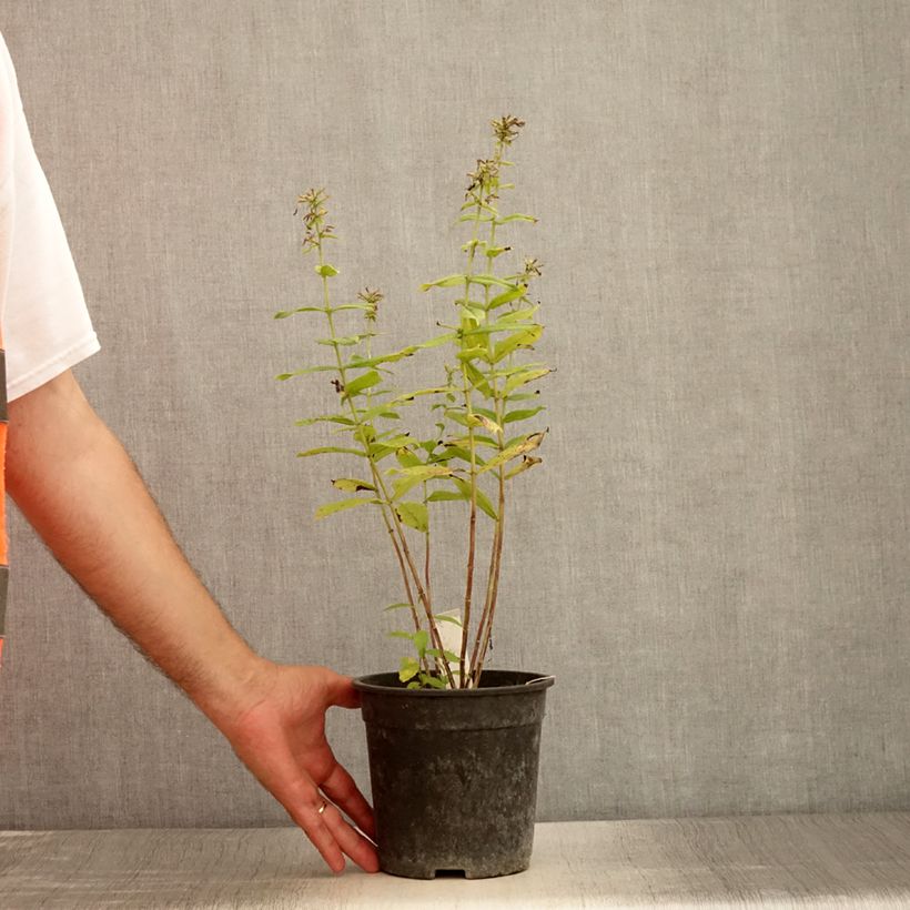 Esemplare di Phlox paniculata Younique Bicolor Vaso da 2L/3L consegnato in estate